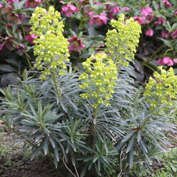 Euphorbia characias wulfenii: Bild 2/13