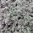 Thymus praecox 'Pseudolanuginosus': Bild 1/4