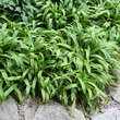 Carex plantaginea: Bild 3/3