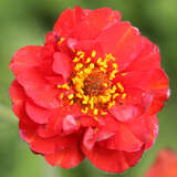 Geum chiloense 'Mrs. Bradshaw' - Nelkenwurz