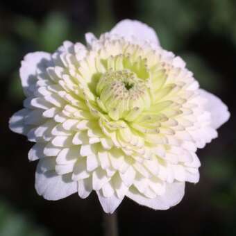 Anemone sylvestris 'Elise Feldmann'
