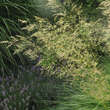 Deschampsia caespitosa 'Waldschratt': Bild 2/3