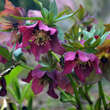 Helleborus purpurasc. 'Atrorubens': Bild 5/6