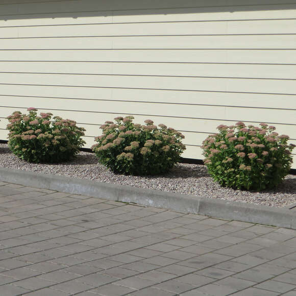 Sedum 'Matrona': Bild 8/9