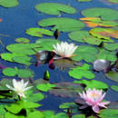 Nymphaea 'Marliacea Rosea' - Seerose