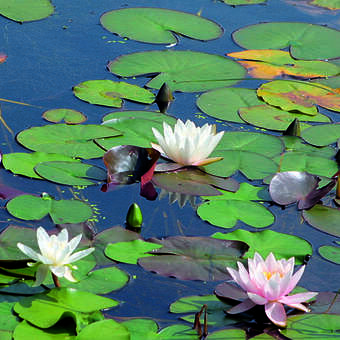 Nymphaea 'Marliacea Rosea'