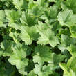 Heuchera 'Chantilly': Bild 3/3