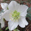 Helleborus niger: Bild 3/4