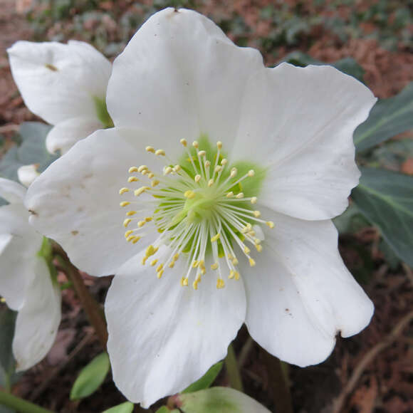 Helleborus niger: Bild 3/6 Helleborus niger: Bild 3/6