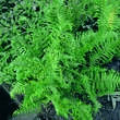 Dryopteris cristata: Bild 1/2