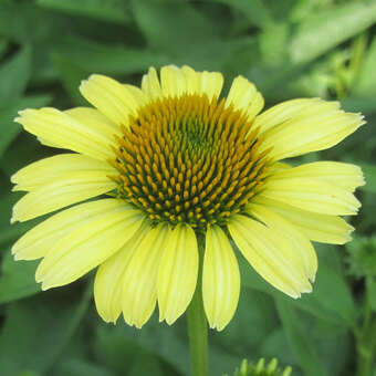 Echinacea purpurea 'Cleopatra'
