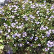 Veronica beccabunga: Bild 2/2