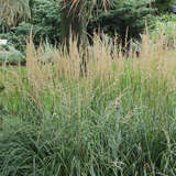 Calamagrostis acutiflora 'Overdam' - Reitgras