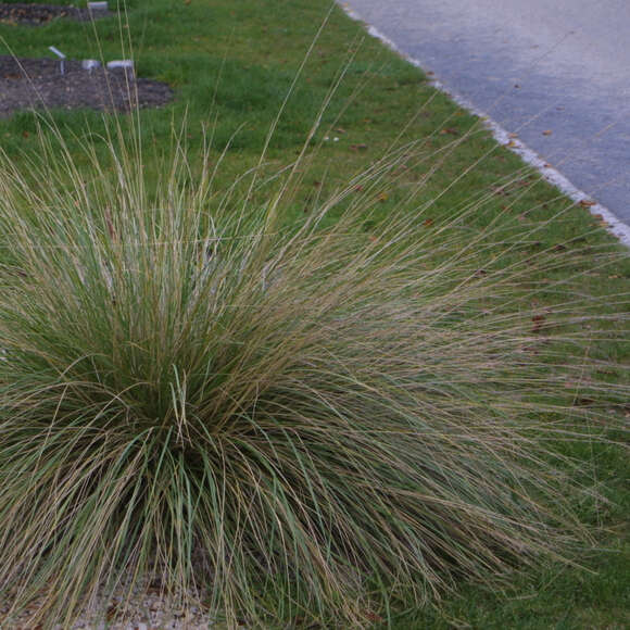 Festuca mairei: Bild 3/4 Festuca mairei: Bild 3/4