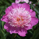 Paeonia lactiflora 'Bowl of Beauty' - Pfingstrose