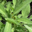 Salvia officinalis 'Extracta': Bild 1/1
