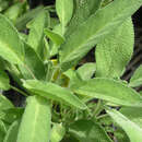 Salvia officinalis 'Extracta' - Gewürzsalbei