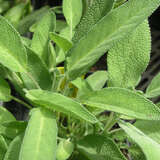 Salvia officinalis 'Extracta' - Gewürzsalbei