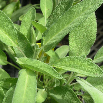 Salvia officinalis 'Extracta'