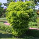 Gleditsia triacanthos 'Elegantissima' - Zwerg-Lederhülsenbaum