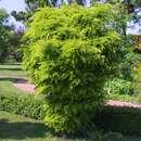 Gleditsia triacanthos 'Elegantissima' - Zwerg-Lederhülsenbaum