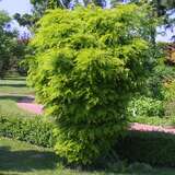 Gleditsia triacanthos 'Elegantissima' - Zwerg-Lederhülsenbaum