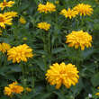 Heliopsis hel. 'Spitzentänzerin': Bild 3/3