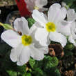 Primula juliae 'Schneewittchen': Bild 3/3