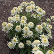 Echinacea purpurea 'Meringue': Bild 7/7