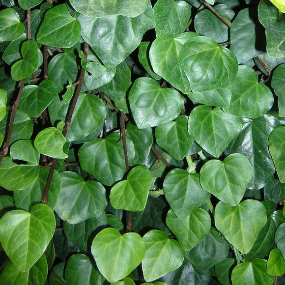 Hedera colchica 'Batumi': Bild 1/7 Hedera colchica 'Batumi': Bild 1/7