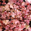 Heuchera 'Peach Flambe': Bild 2/4