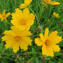 Coreopsis auriculata 'Nana' - Mädchenauge