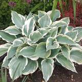 Hosta 'El Nino' - Funkie, Herzlilie