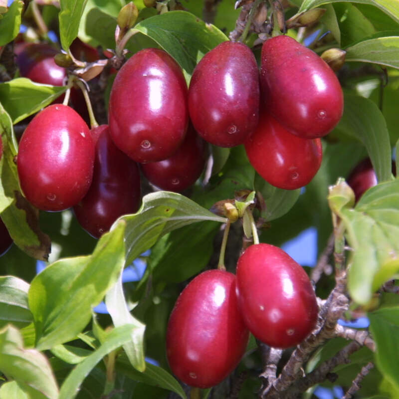 Frucht-Dirndlstrauch - Cornus mas 'Kasanlak' - gelb