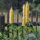 Lupinus polyphyllus 'Russel Gelb' - Wolfsbohne, Lupine