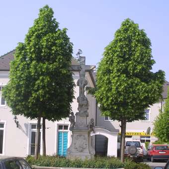 Tilia cordata 'Erecta'