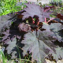 Rheum palmatum tanguticum - Zierrhabarber