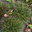 Luzula pilosa 'Igel': Bild 3/3