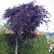 Fagus sylvatica 'Rohan Weeping': Bild 1/3