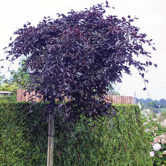 Fagus sylvatica 'Rohan Weeping'