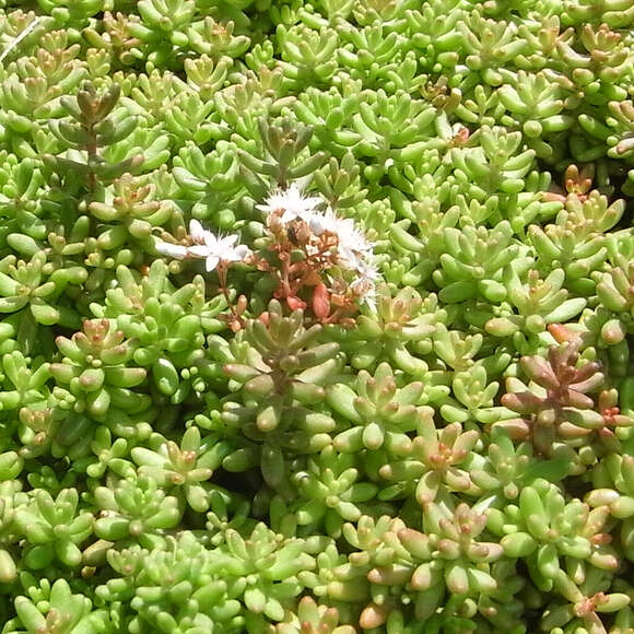 Sedum album 'Coral Carpet': Bild 2/9 Sedum album 'Coral Carpet': Bild 2/9