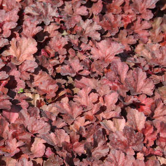 Heuchera 'Cherry Cola'