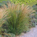 Stipa calamagrostis 'Algäu' (Syn. Achnatherum) - Silberährengras, Silber-Raugras