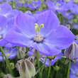 Campanula 'Samantha': Bild 3/6