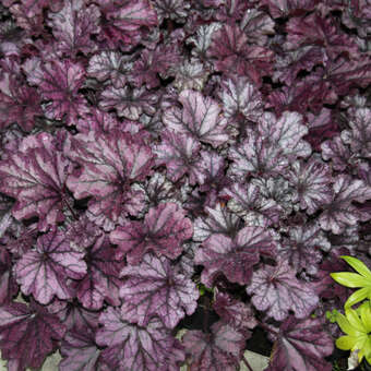 Heuchera 'Forever Purple'