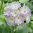 Primula auricula 'Bartl': Bild 3/3