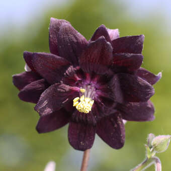Aquilegia vulgaris 'Black Barlow': Bild 3/4