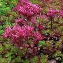 Sedum spurium 'Purpurteppich' - Mauerpfeffer