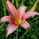 Hemerocallis 'Pink Damask' - Taglilie