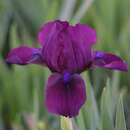 Iris pumila 'Cherry Garden' - Zwerg-Schwertlilie